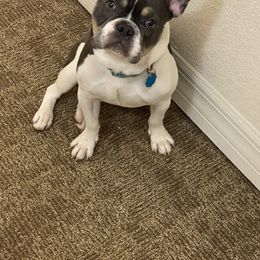 John - French Bulldog