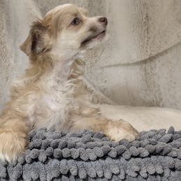 DaoDog Lancelot The Knight - Red male Chinese Crested puppy in Highland Park, Michigan from Family Kennel Dao Dog