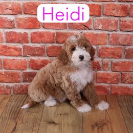 Heidi - Red  female Goldendoodle puppy in Calhoun, Georgia from Happy Top Doodles