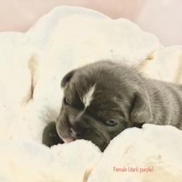 French Bulldog Puppies from Lovemyfrenchies