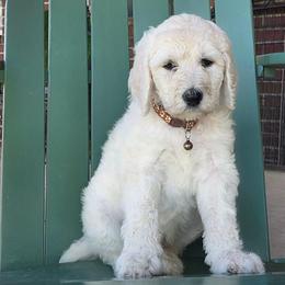 Calvin - White male Poodle puppy in Aurora, Colorado from Simply Amazing Doodles