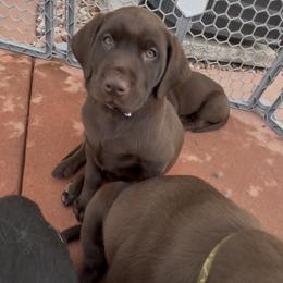 Daisy - Chocolate female Labrador Retriever puppy in Longmont, Colorado from Cornwell Labradors