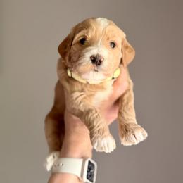 Goldendoodle Puppies from King Family Doodles