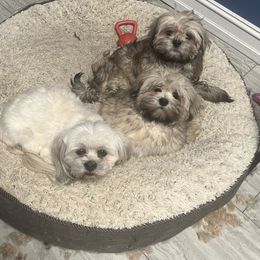 Lhasa Apso Puppies from Teenas Lhasa Apsos