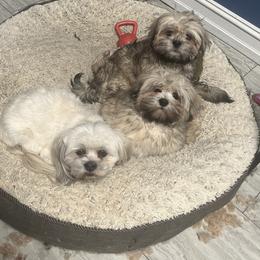 Lhasa Apso Puppies from Teenas Lhasa Apsos