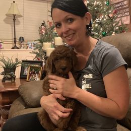 Goldendoodle Puppies from Cooley Doodles