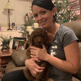 Goldendoodle Puppies from Cooley Doodles