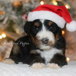 Mr. Bricklebaum - Tri-color male Bernedoodle puppy in Lowry City, Missouri from Cooper Creek Puppies