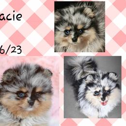Pomeranians from FurEver Pomeranians