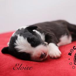 Eloise Bridgerton - Black and white female Sheepadoodle puppy in Edmond, Oklahoma from Rock N Roll Doodles