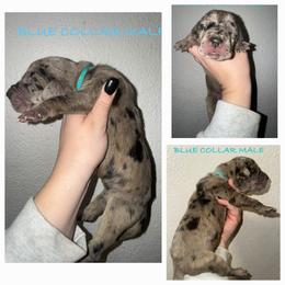 Light blue - Merle male Great Dane puppy in Doylestown, Ohio from Dana's Danes