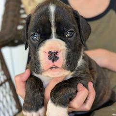 Charlie - Brindle male Boxer puppy in Springfield, Missouri from ReMa Boxers