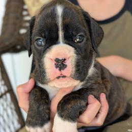 Charlie - Brindle male Boxer puppy in Springfield, Missouri from ReMa Boxers