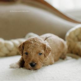Cashew - Red  male Goldendoodle puppy in Hiddenite, North Carolina from Rose and Reid Doodles