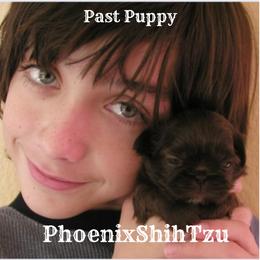 Shih Tzu Puppies from Phoenix Shih Tzu