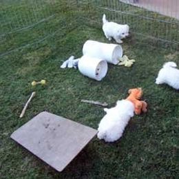 Bichon Frise Puppies from Legend Bichons