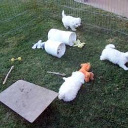 Bichon Frise Puppies from Legend Bichons