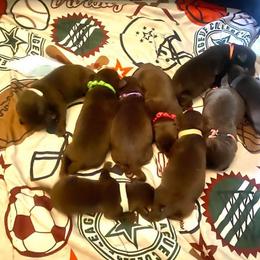 Golden Retriever and Labrador Retriever Puppies from All Around Retrievers