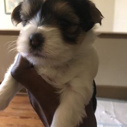 Yorkshire Terrier Puppies from FiFi-s Pups