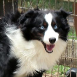 Aussiedoodles, Miniature Australian Shepherds, Poodles, and Toy Australian Shepherds from Sandy Creek Kennels