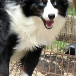 Aussiedoodles, Miniature Australian Shepherds, Poodles, and Toy Australian Shepherds from Sandy Creek Kennels