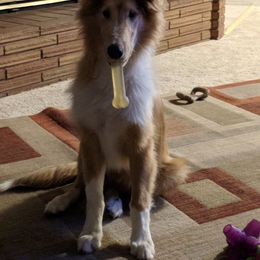 Collie Puppies from Arabella Collies