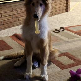 Collie Puppies from Arabella Collies