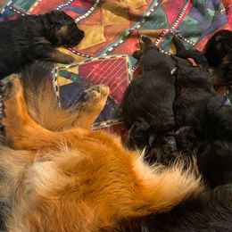 German Shepherd Puppies from R.J German Shepherds