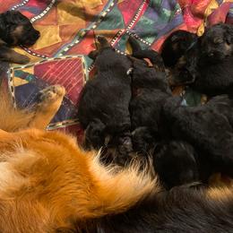 German Shepherd Puppies from R.J German Shepherds
