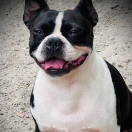 Popeye - Boston Terrier