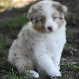 Archer - Red merle male Australian Shepherd puppy in Easton, Missouri from MMA Kennel