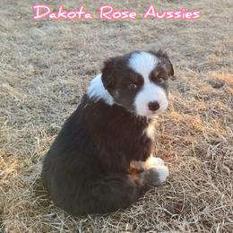 Mulan - Black tri-color female Australian Shepherd puppy in Burbank, South Dakota from Dakota Rose Aussies
