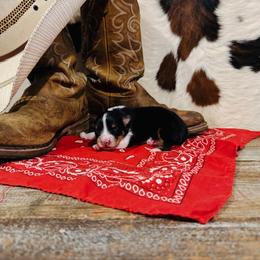 'Gavin' - Black tri-color male Australian Shepherd puppy in Durand, Wisconsin from Larson’s Legacy Aussome Aussie Kennels