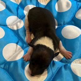 Boy 4 - Black male Italian Greyhound puppy in North Carolina from Celtic Sighthounds