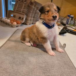 Big Blue - Sable male Collie puppy in Wykoff, Minnesota from Country Collies