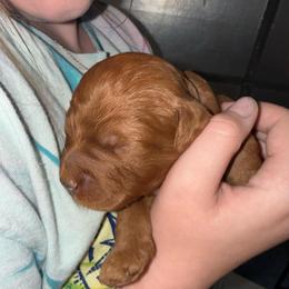 Black Collar - Red  male Goldendoodle puppy in Winchester, Tennessee from Mahaffey’s Doodles