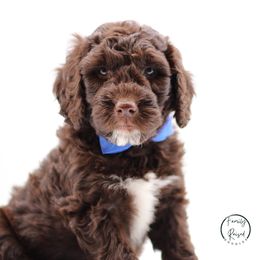 Bruno - Liver and white male Springerdoodle puppy in Kendall, New York from Family Raised Doodles