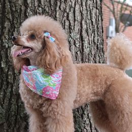 Adele  - Poodle