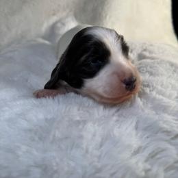 Scuttle - Piebald female Dachshund puppy in Kissimmee, Florida from Mini Doxie Cuties