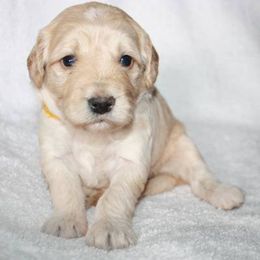 Bernedoodle, Goldendoodle, and Labradoodle Puppies from Apple Creek Doodles