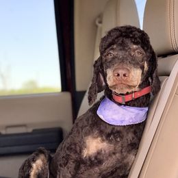 Aussiedoodle, Miniature Australian Shepherd, and Poodle Puppies from Classic K9’s  Aussies, Poodles & Doodles
