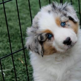 Australian Shepherd Puppies from Tru Blu Aussies