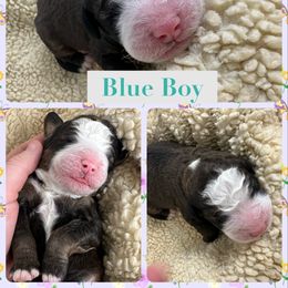 Bernedoodle Puppies from Green Bay Bernedoodles