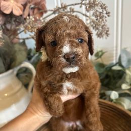 Yellow - Red female Cavapoo puppy in Ephrata, Washington from Gingers Cavapoo’s