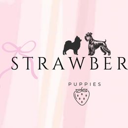 Miniature Schnauzers and Pomeranians from Strawberry Puppies
