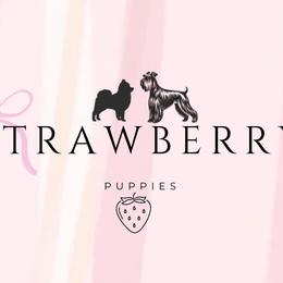 Miniature Schnauzers and Pomeranians from Strawberry Puppies
