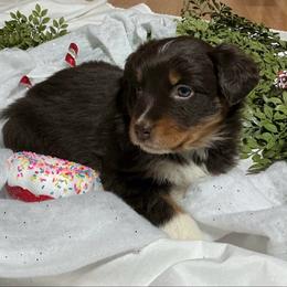 Rosalee(has tail) - Red tri-color female Australian Shepherd puppy in Butler, Georgia from Aussies at Howling Hill Farm