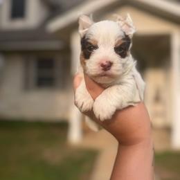 MALE - Chocolate, tan and white male Yorkshire Terrier puppy in Billingsley, Alabama from Southern Yorkies of Bama