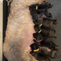 Yellow girl - Blue brindle female Glen of Imaal Terrier puppy in Homestead, Pennsylvania from Galore Glens