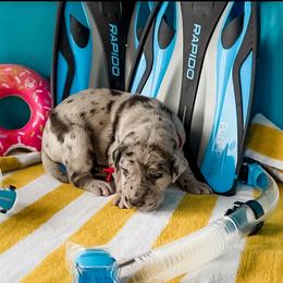 Sawyer - Merle male Great Dane puppy in Kalamazoo, Michigan from Beaver Creek Danes